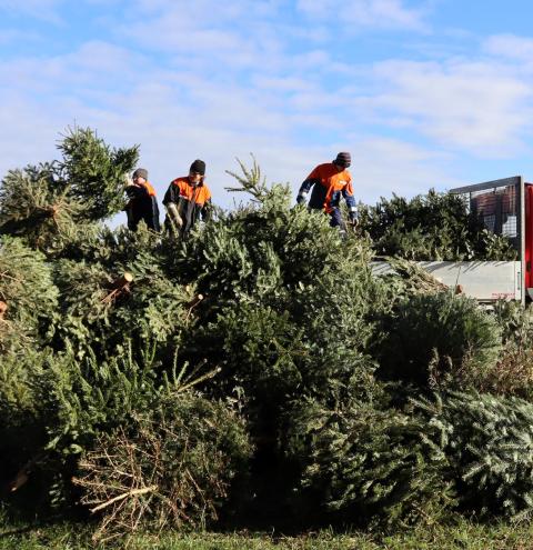 Ein Landwirt verwertet die eingesammelten Christbäume